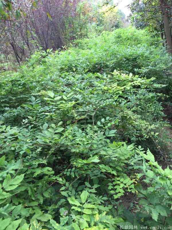 紫藤小苗图片基地实拍