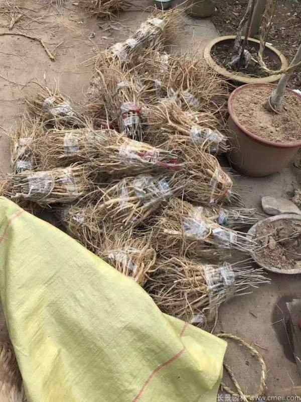 紫藤苗图片基地实拍