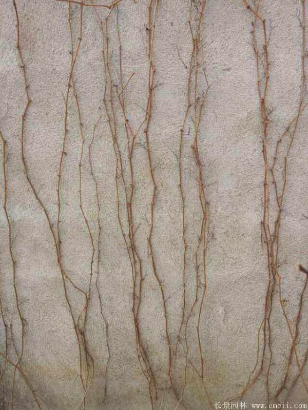 五叶地锦图片基地实拍