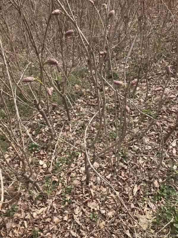 紫藤花苞图片基地实拍