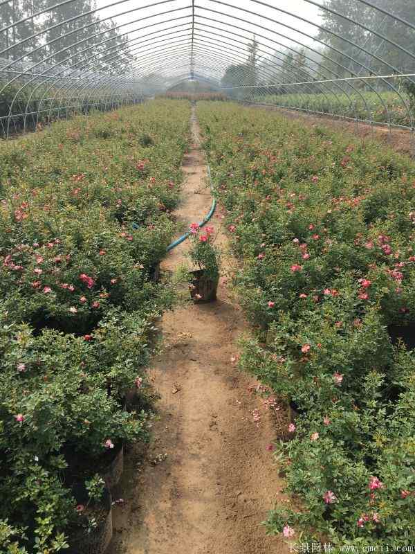 月季花图片基地实拍