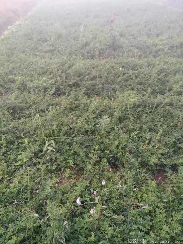 迎春花图片基地实拍