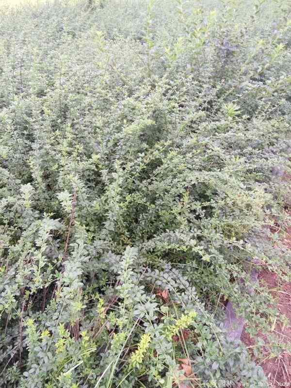 迎春花图片基地实拍