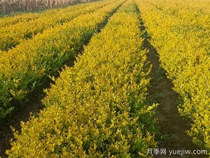 金叶女贞和金森女贞有什么区别?(图2) 金叶女贞和金森女贞有什么区别?(图2)