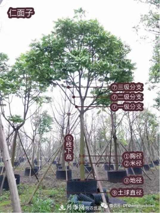 苗木必备基本常识手册(图2) 苗木必备基本常识手册(图2)