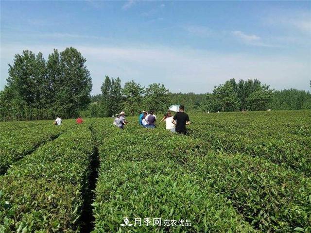 南阳特产:桐柏红茶叶(图3) 南阳特产:桐柏红茶叶(图3)