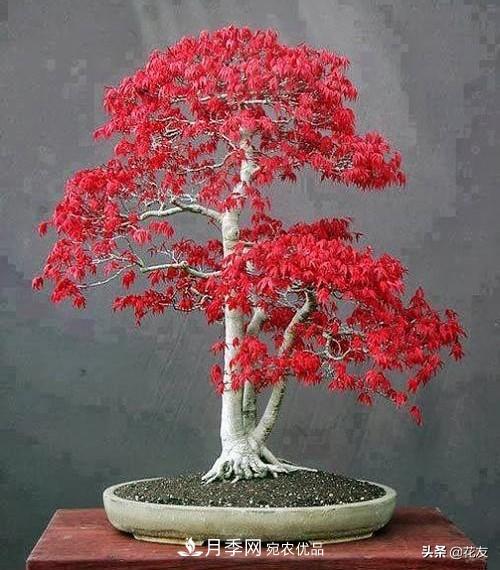 红枫栽培要点,盆景园林皆宜(图2) 红枫栽培要点,盆景园林皆宜(图2)