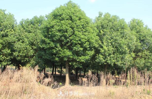 新种植的苗木为什么成活率低?注意这三点(图1) 新种植的苗木为什么成活率低?注意这三点(图1)