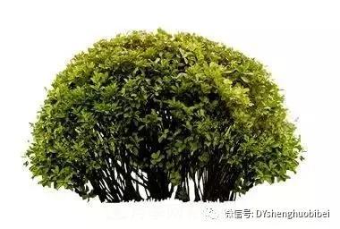 苗木必备基本常识手册(图5) 苗木必备基本常识手册(图5)