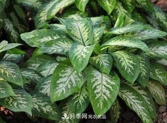 万年青有哪些品种,万年青的品种图片大全(图1) 万年青有哪些品种,万年青的品种图片大全(图1)