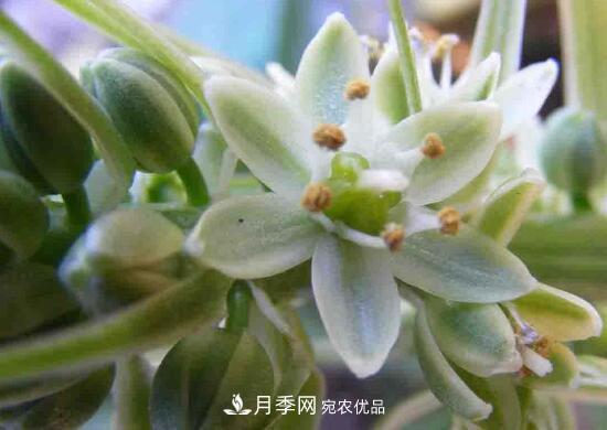 万年青有哪些品种,万年青的品种图片大全(图3) 万年青有哪些品种,万年青的品种图片大全(图3)