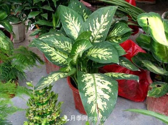 万年青有哪些品种,万年青的品种图片大全(图2) 万年青有哪些品种,万年青的品种图片大全(图2)