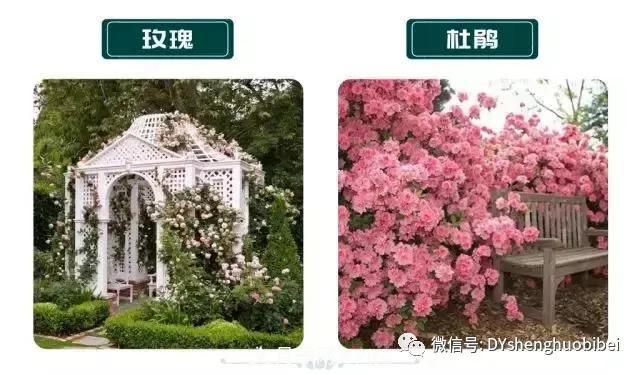 苗木必备基本常识手册(图6) 苗木必备基本常识手册(图6)