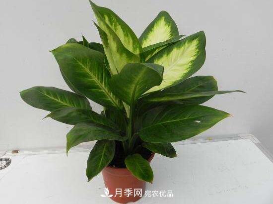 万年青有哪些品种,万年青的品种图片大全(图6) 万年青有哪些品种,万年青的品种图片大全(图6)