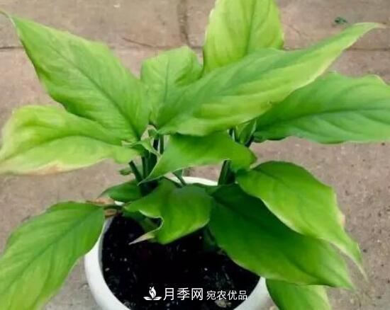 万年青有哪些品种,万年青的品种图片大全(图4) 万年青有哪些品种,万年青的品种图片大全(图4)