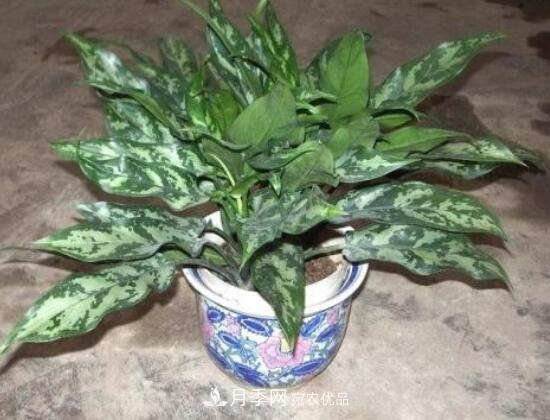 万年青有哪些品种,万年青的品种图片大全(图5) 万年青有哪些品种,万年青的品种图片大全(图5)