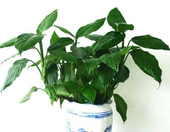 万年青有哪些品种,万年青的品种图片大全(图8) 万年青有哪些品种,万年青的品种图片大全(图8)