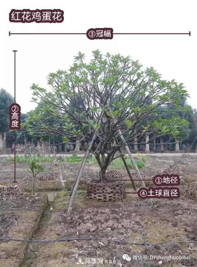 苗木必备基本常识手册(图8) 苗木必备基本常识手册(图8)