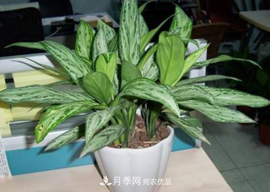 万年青有哪些品种,万年青的品种图片大全(图7) 万年青有哪些品种,万年青的品种图片大全(图7)