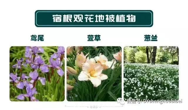 苗木必备基本常识手册(图12) 苗木必备基本常识手册(图12)