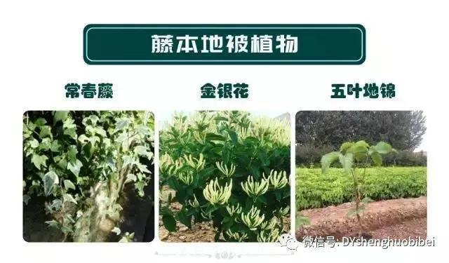 苗木必备基本常识手册(图15) 苗木必备基本常识手册(图15)