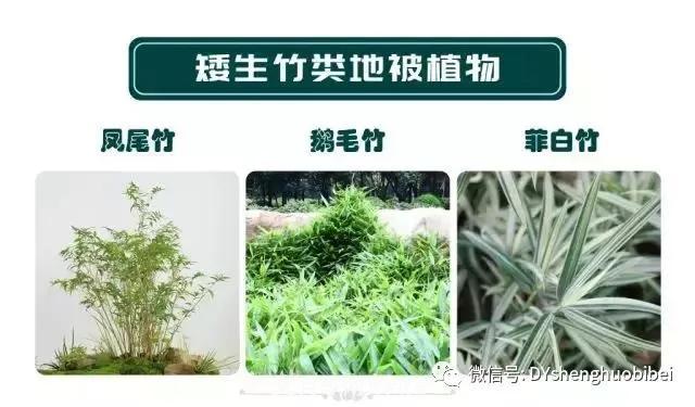 苗木必备基本常识手册(图17) 苗木必备基本常识手册(图17)