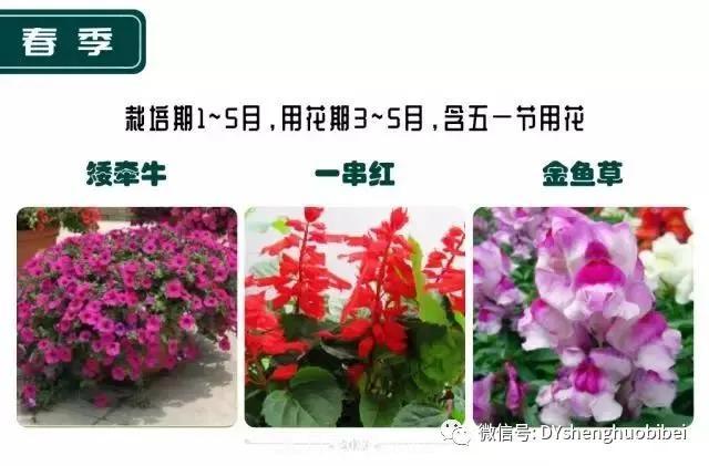 苗木必备基本常识手册(图19) 苗木必备基本常识手册(图19)