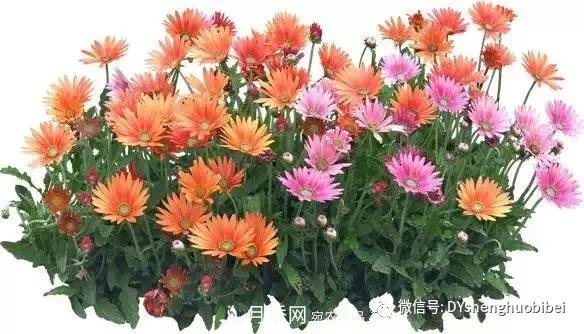 苗木必备基本常识手册(图18) 苗木必备基本常识手册(图18)