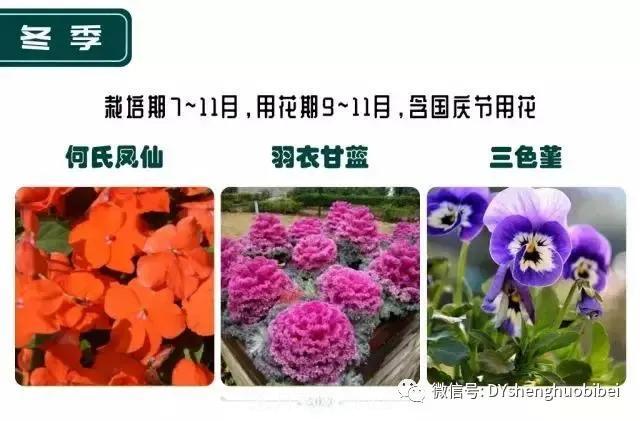 苗木必备基本常识手册(图22) 苗木必备基本常识手册(图22)