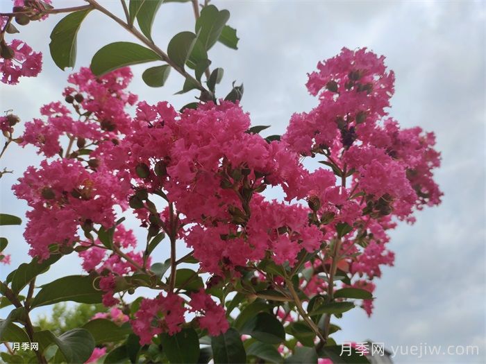 紫薇:谁道花无百日红(图1) 紫薇:谁道花无百日红(图1)