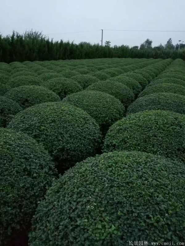 小叶女贞图片基地实拍