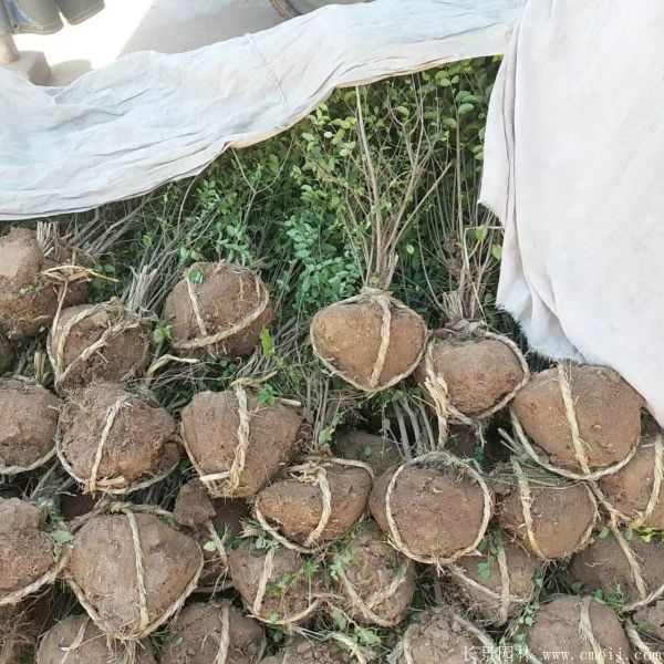 小叶女贞图片基地实拍