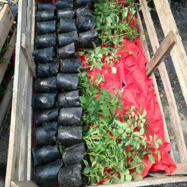 藤蔓月季小苗种苗