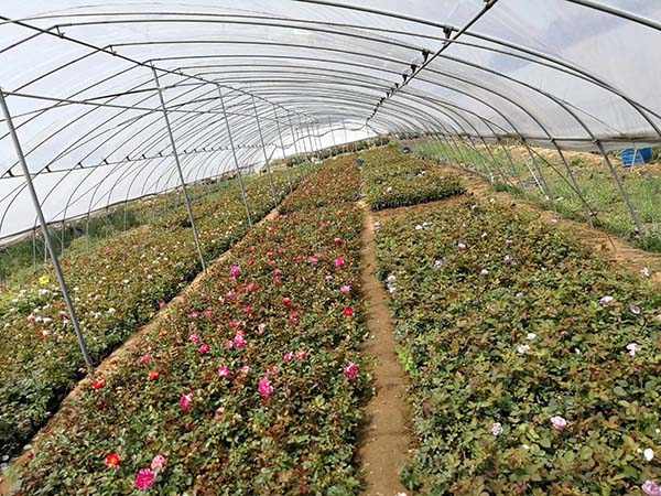 藤蔓月季小苗种苗