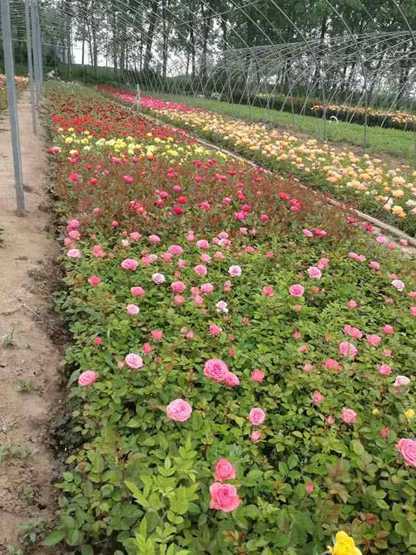 藤蔓月季小苗种苗