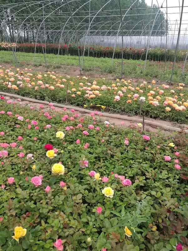 藤蔓月季小苗种苗