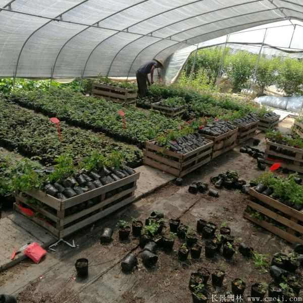 藤蔓月季小苗种苗