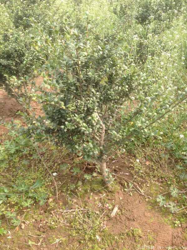 龟甲冬青图片基地实拍