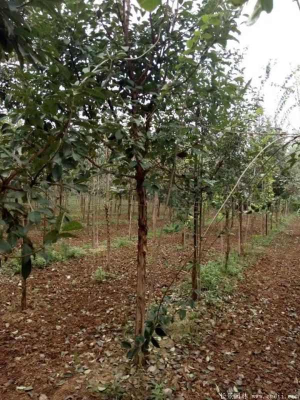 流苏树图片基地实拍