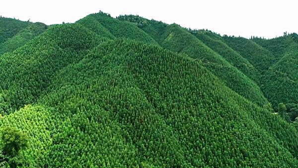 天峨县党建引领林业高质量发展打造生态经济新引擎 天峨县党建引领林业高质量发展打造生态经济新引擎