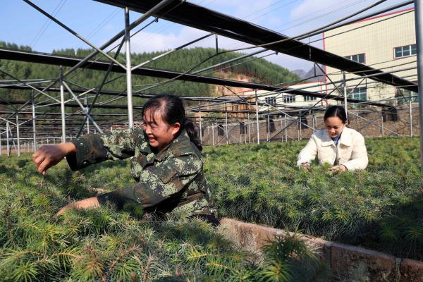 天峨县党建引领林业高质量发展打造生态经济新引擎 天峨县党建引领林业高质量发展打造生态经济新引擎