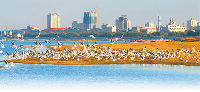 松花江佳木斯段生态修复焕发新生机 松花江佳木斯段生态修复焕发新生机