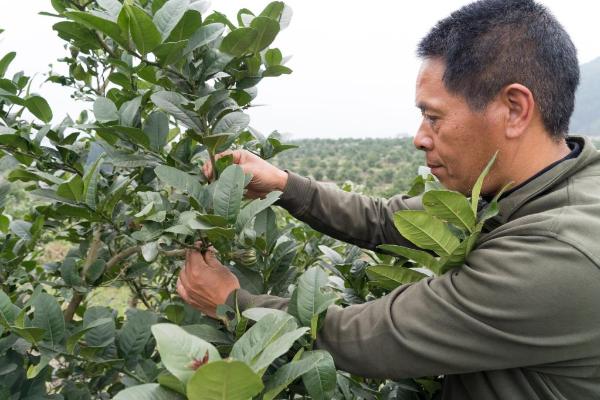 石缝经济助力乡村振兴 沙湾中药材种植增收 石缝经济助力乡村振兴 沙湾中药材种植增收
