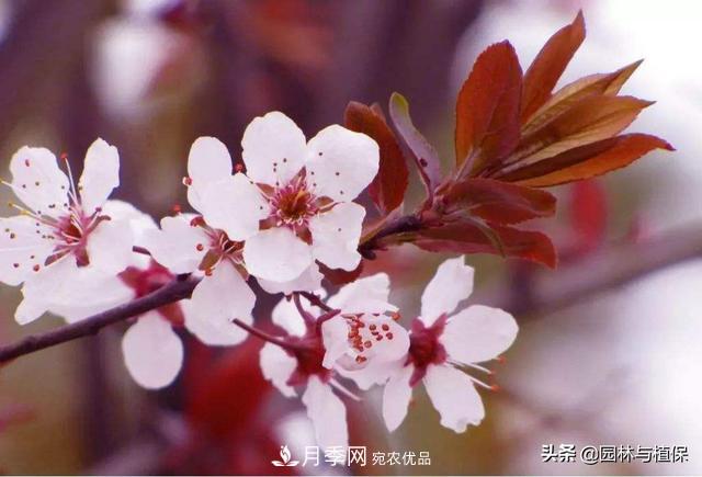 园林庭院常见小乔木花卉的栽培(图1) 园林庭院常见小乔木花卉的栽培(图1)