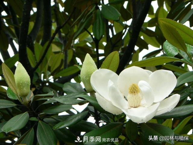 园林庭院常见小乔木花卉的栽培(图2) 园林庭院常见小乔木花卉的栽培(图2)