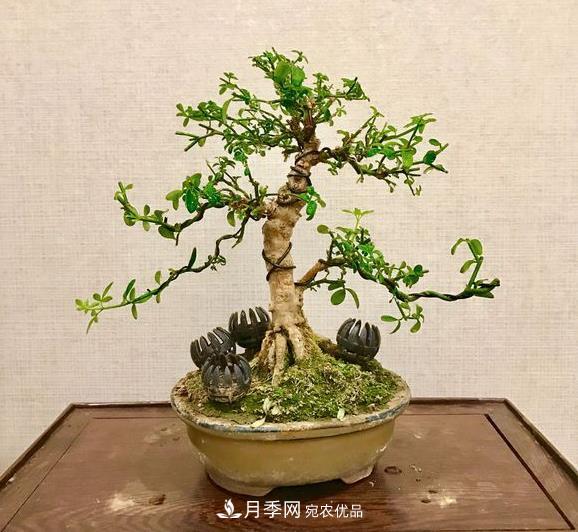 花中四友——迎春花,苍古成趣的迎春花盆景育桩技巧(图1) 花中四友——迎春花,苍古成趣的迎春花盆景育桩技巧(图1)