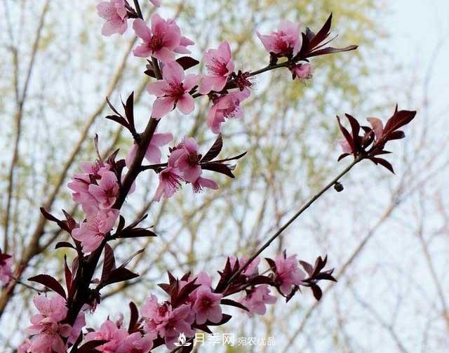 园林庭院常见小乔木花卉的栽培(图4) 园林庭院常见小乔木花卉的栽培(图4)