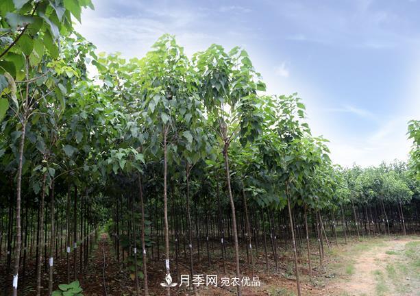 南阳市卧龙区创景速生楸树苗木基地(图2) 南阳市卧龙区创景速生楸树苗木基地(图2)