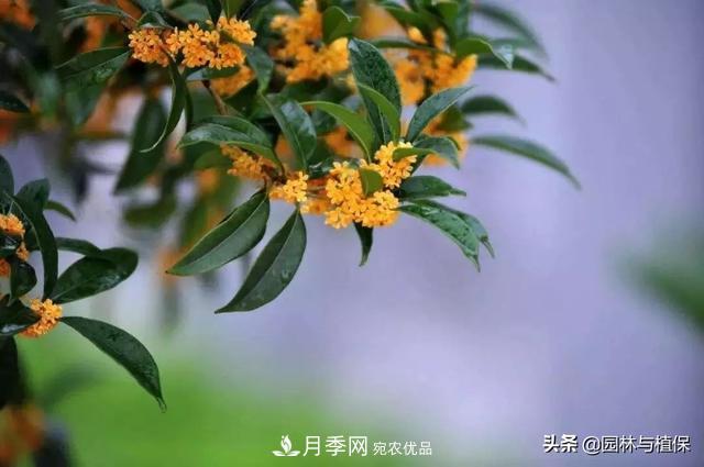 园林庭院常见小乔木花卉的栽培(图3) 园林庭院常见小乔木花卉的栽培(图3)