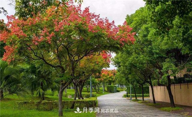 中国花卉报:泰安苗木业的困局(图1) 泰安苗木业的困局分析(图1)